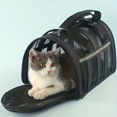 a gray and white cat sitting inside of a black bag