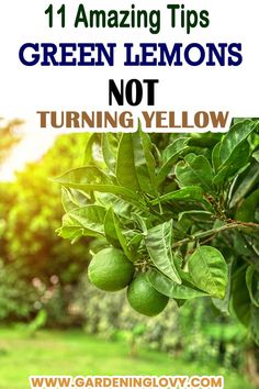 Top 11 reasons for lemons not turning yellow Hydrangea Care, Lemon Tree, Flower Care, Trees To Plant, Gardening Tips, Indoor Plants, Planting Flowers, Plant Leaves, Turn Ons