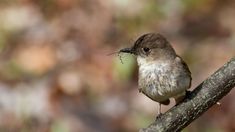 a small bird sitting on top of a tree branch with a twig in it's mouth