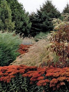 an assortment of plants and flowers in a garden