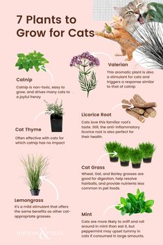 the 7 plants to grow for cats