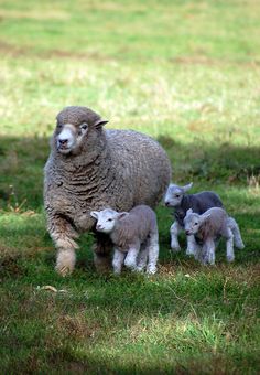 a sheep and two lambs are standing in the grass