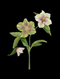 two pink and white flowers with green leaves on a black backgrounnd background