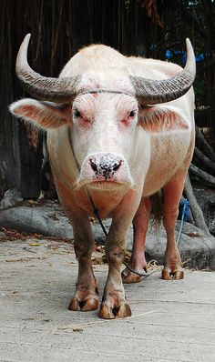 an animal with large horns standing on concrete