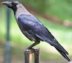 a black bird sitting on top of a wooden post