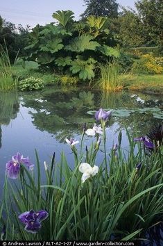 purple and white flowers are blooming in the water near green grass, trees and bushes