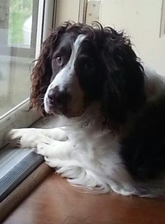 a black and white dog sitting next to a window