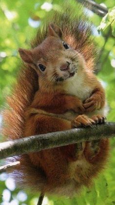 a squirrel sitting on top of a tree branch with its paws in the air and looking at the camera