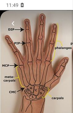 an image of a hand with different parts labeled