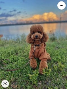 a brown poodle sitting on top of a lush green field next to a lake