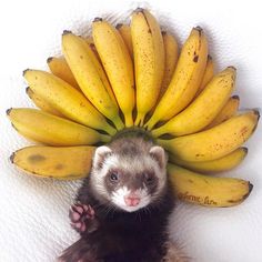 a ferret standing next to a bunch of bananas