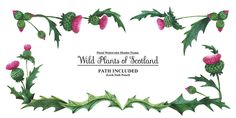 the wild plants of scotland are depicted in this watercolor painting style frame with green leaves and pink flowers