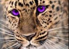 a leopard with purple eyes staring at the camera