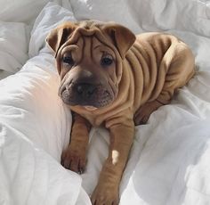 a brown dog laying on top of a white bed covered in blankets and pillows with the caption instagram view all 48 comments