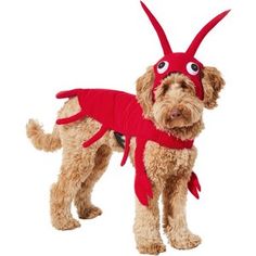 a dog dressed up in a devil costume