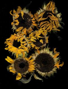 a bunch of sunflowers that are on a black background with the stems still attached