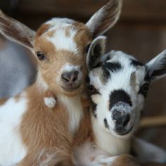 two baby goats cuddle together in their pen