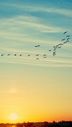 a flock of birds flying in the sky at sunset