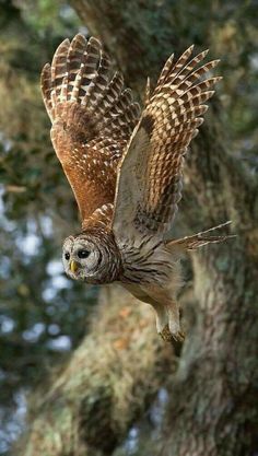 an owl is flying in the air near a tree