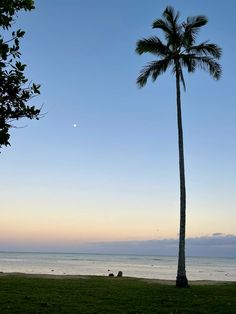 a lone palm tree on the beach at sunset