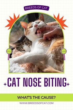 Learn the causes of nose biting in cats and what to do. Cats Behavior, Best Cat Breeds, Cat Nose, Cat Whisperer, Cat Purr, Human Body Parts, Human Language, Body Posture