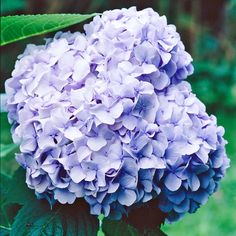 purple-big-daddy-hydrangea-bloom-83bc0739 Limelight Hydrangea, Hydrangea Bloom