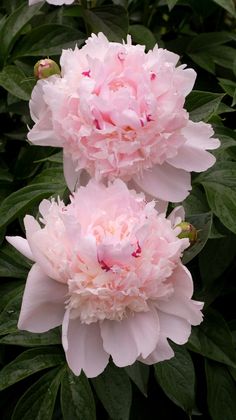 two pink peonies are blooming in the garden