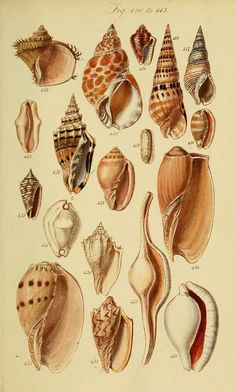 an antique print of seashells from the 19th century, showing different types of shells