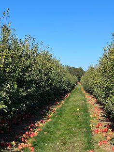 an apple orchard with rows of apples on each side