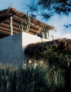 a man standing on the roof of a building with cactus growing on it's side