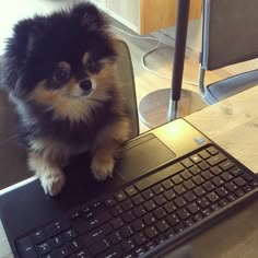 a small dog is sitting on top of a laptop computer and looking at the camera