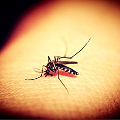 a mosquito on the skin of someone's arm