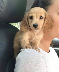 a woman holding a small puppy in her lap while sitting in the back seat of a car