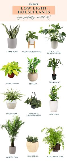 the different types of house plants in pots