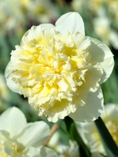 a yellow and white flower is blooming in the garden with other flowers behind it