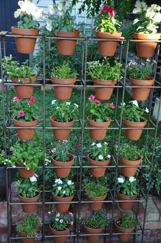 many potted plants are arranged on a metal rack