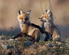 two young foxes playing with each other in the grass and dirt, one sitting on its hind legs