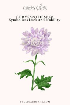 a purple flower with green leaves and the words, november chrysant themum symbolizes luck and nobility