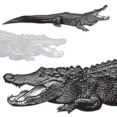 two alligators in black and white