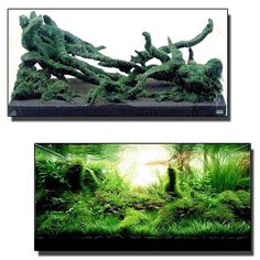 two pictures of an aquarium with plants in it