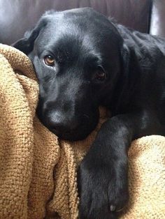 a black dog laying on top of a couch covered in a blanket and looking at the camera