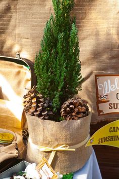 a small pine tree in a burlap bag on a table with other items