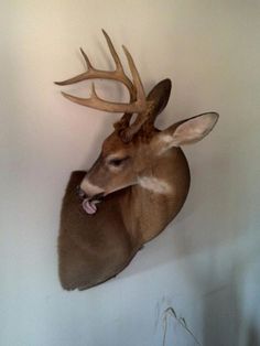 a deer's head mounted on the wall with its tongue hanging out to eat