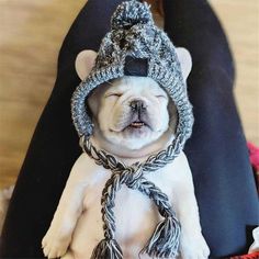 a small dog wearing a hat and scarf