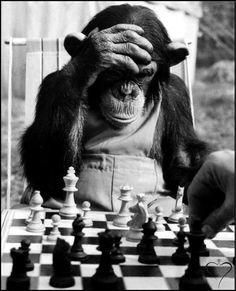 a chimpan sitting at a chess board with his hands on the head