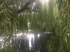 the sun shines through the branches of trees over a body of water that is surrounded by greenery