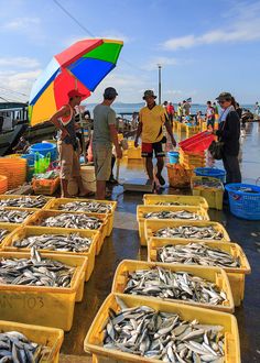 several people standing around boxes with fish on them and one person holding an umbrella over their head