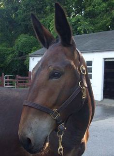 a brown horse standing in front of a white building with trees and bushes behind it