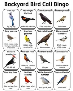 an image of birds that are in different colors and sizes, with the words backyard bird cal