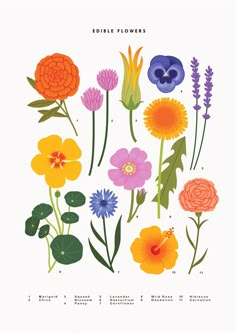 an illustration of colorful flowers on a white background